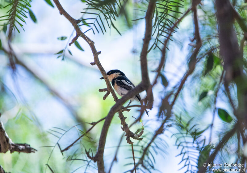 Pririt Batis male adult