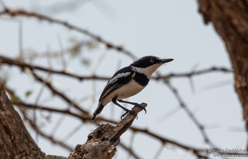 Pygmy Batis male adult