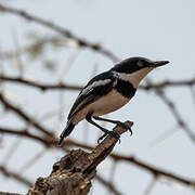 Pygmy Batis