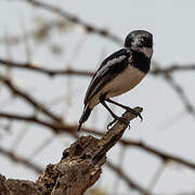 Pygmy Batis