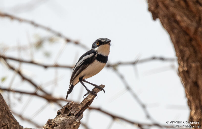 Pygmy Batis male adult