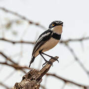 Pygmy Batis