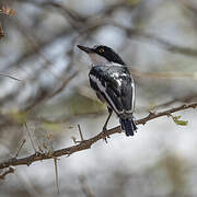 Pygmy Batis