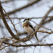 Pygmy Batis