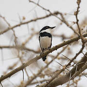 Pygmy Batis