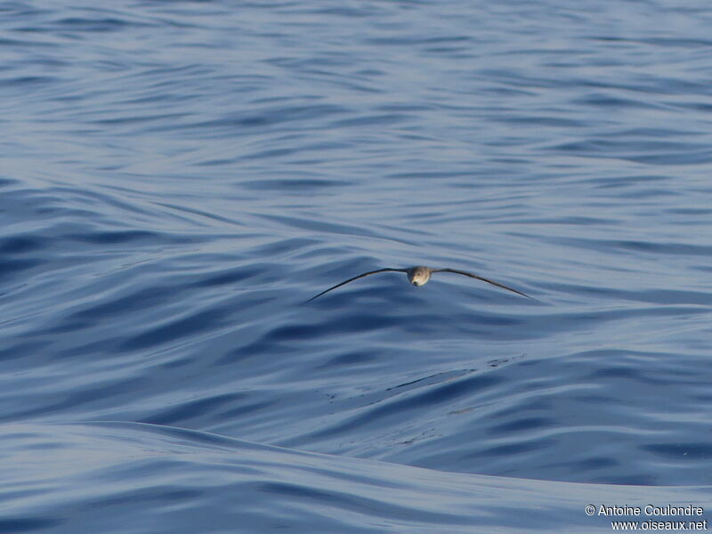 Scopoli's Shearwateradult, Flight