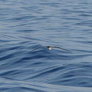 Scopoli's Shearwater