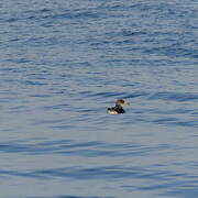 Scopoli's Shearwater