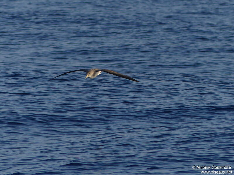 Scopoli's Shearwateradult, Flight