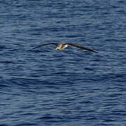 Scopoli's Shearwater