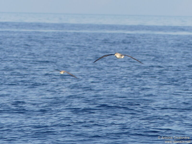 Scopoli's Shearwater, Flight