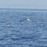 Scopoli's Shearwater