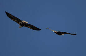 African Fish Eagle