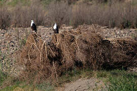 African Fish Eagle