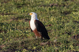 African Fish Eagle