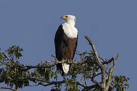 African Fish Eagle