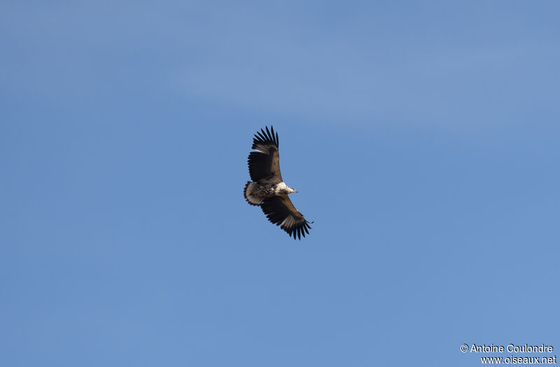 African Fish Eagleimmature, Flight