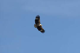 African Fish Eagle