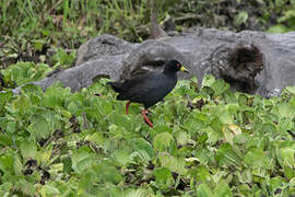 Black Crake