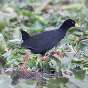 Black Crake