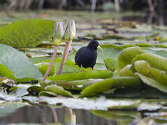 Black Crake