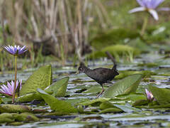 Black Crake