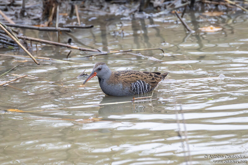 Râle d'eauadulte, pêche/chasse