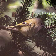 Goldcrest