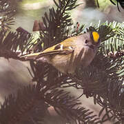 Goldcrest