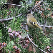 Goldcrest