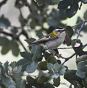 Common Firecrest