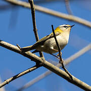 Common Firecrest