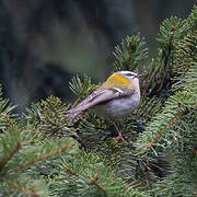 Common Firecrest