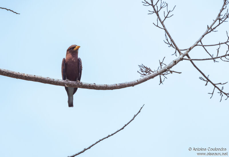 Blue-throated Rolleradult