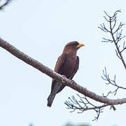 Blue-throated Roller