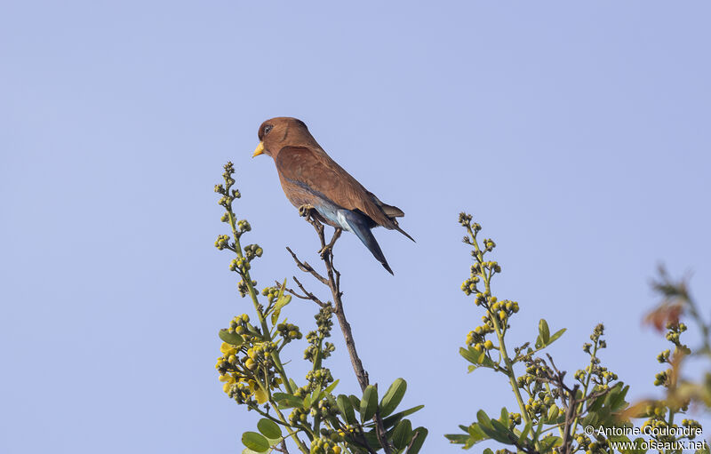 Blue-throated Rolleradult