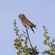 Blue-throated Roller