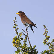 Blue-throated Roller