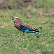 Lilac-breasted Roller