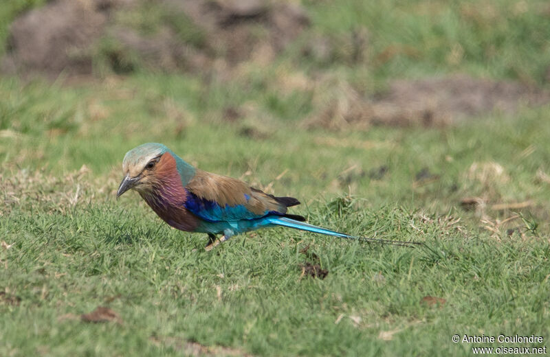 Lilac-breasted Rolleradult