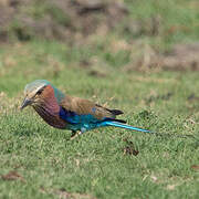 Lilac-breasted Roller