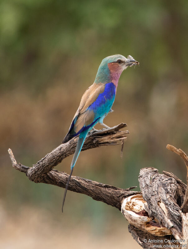 Lilac-breasted Rolleradult, fishing/hunting