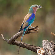 Lilac-breasted Roller