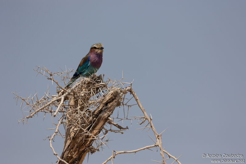 Lilac-breasted Rolleradult