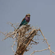 Lilac-breasted Roller