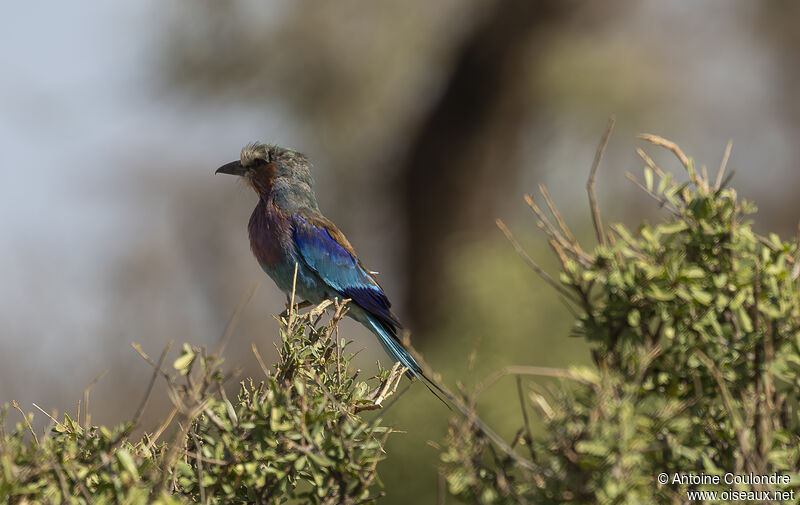 Lilac-breasted Rolleradult