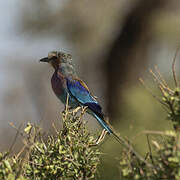 Lilac-breasted Roller