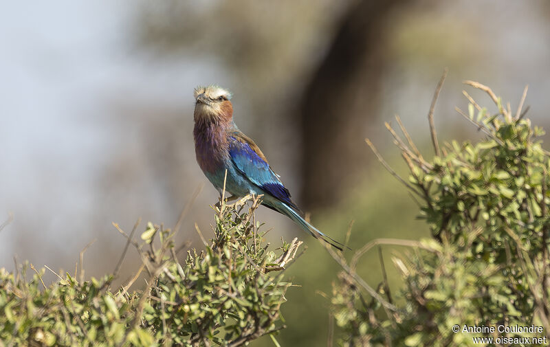 Lilac-breasted Rolleradult