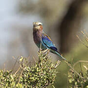 Lilac-breasted Roller