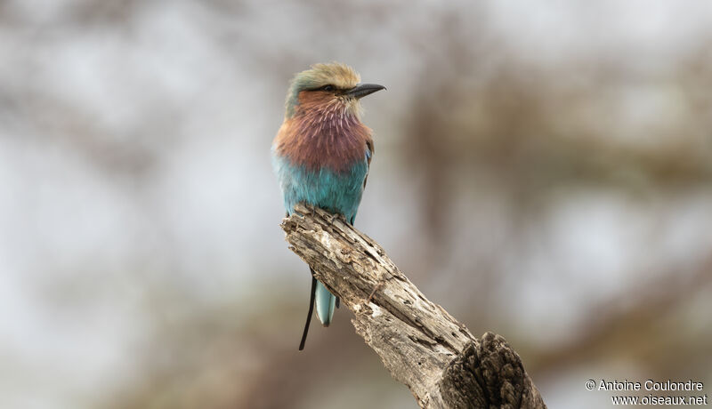 Lilac-breasted Rolleradult